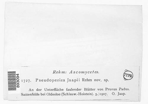 Pseudopeziza jaapii image